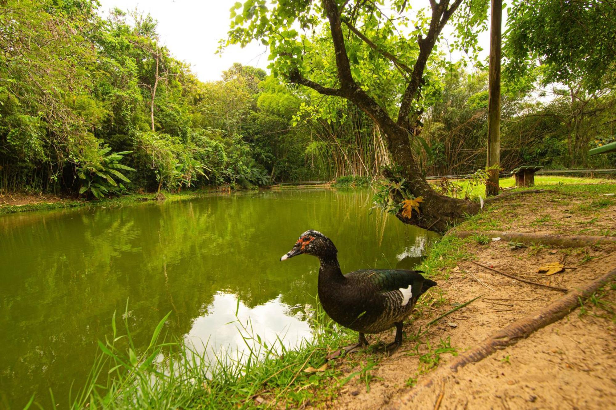 Hotel Fazenda Fonte Colina Verde เซาเปโดร ภายนอก รูปภาพ